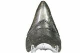 Fossil Megalodon Tooth - Georgia #151515-1